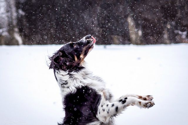 Dog getting sandblasted by vicious snowflakes